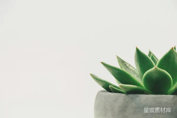 高清摄影 绿色植物