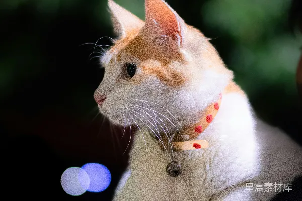 高清摄影 一只橙白相间的猫戴着项圈