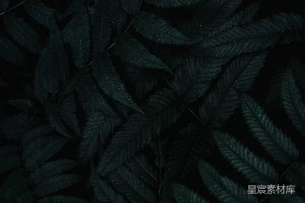 一棵植物的特写，叶片为深绿色