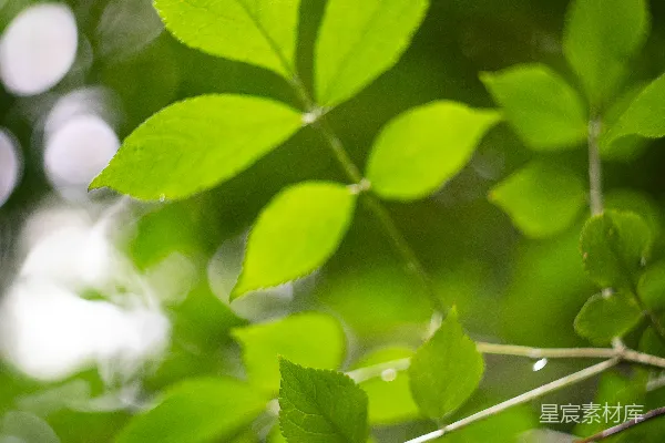 背景模糊的翠绿色叶子。
