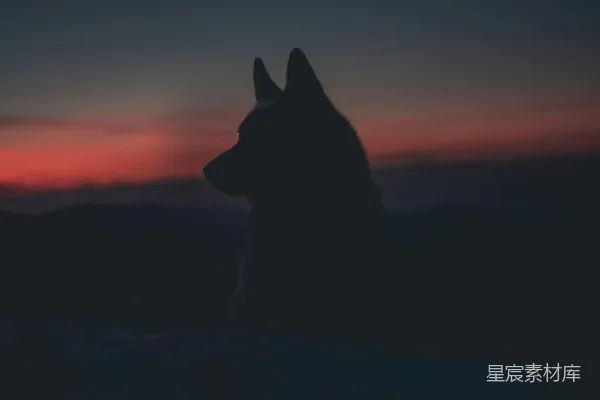 高清摄影 狗的轮廓