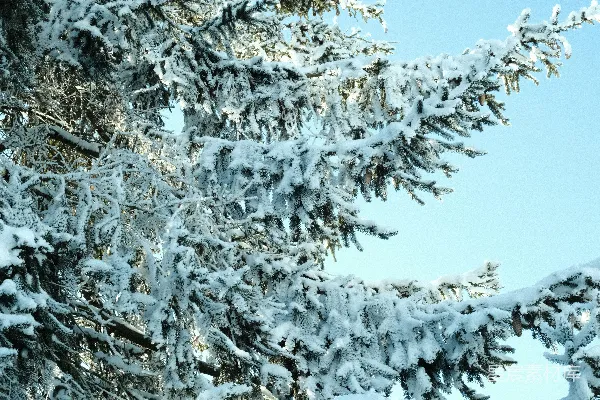 雪覆盖的常绿树枝与湛蓝天空相对。