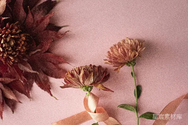 白布上的紫花