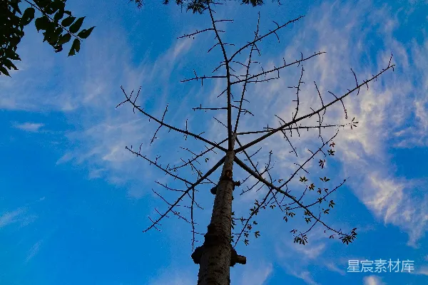 裸露的树枝在蔚蓝天空的背景下