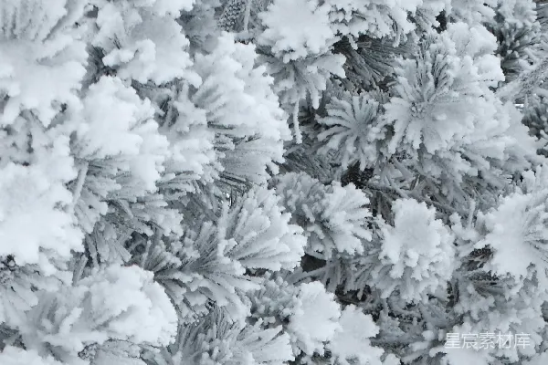 覆盖着霜和雪的松针