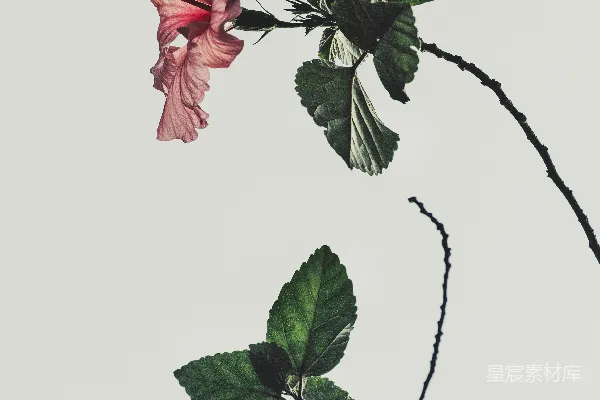 粉色的玫瑰茄(Hibiscus rosa-sinensis)花置于白色背景上