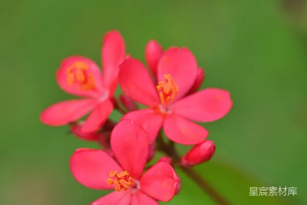 充满活力的红色花朵特写，绿色背景。