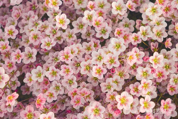 高清摄影 一朵花的特写