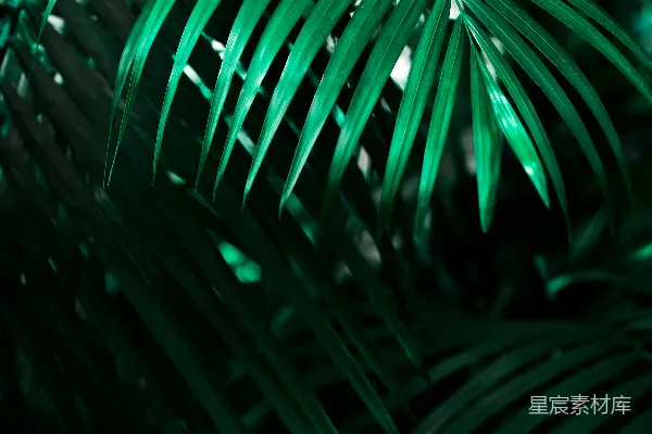 高清摄影 绿色线状叶片植物