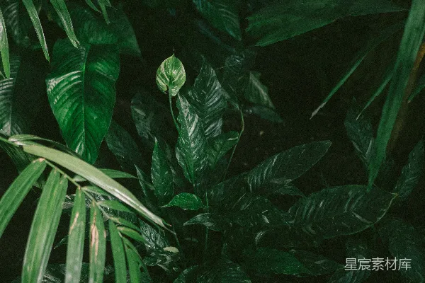 一棵长着许多叶子的绿色植物