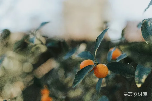 一朵植物的特写镜头