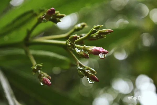红绿倾斜镜头下的花蕾