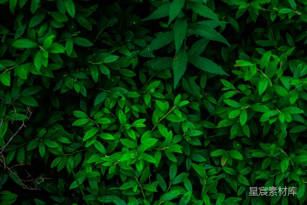 绿叶植物