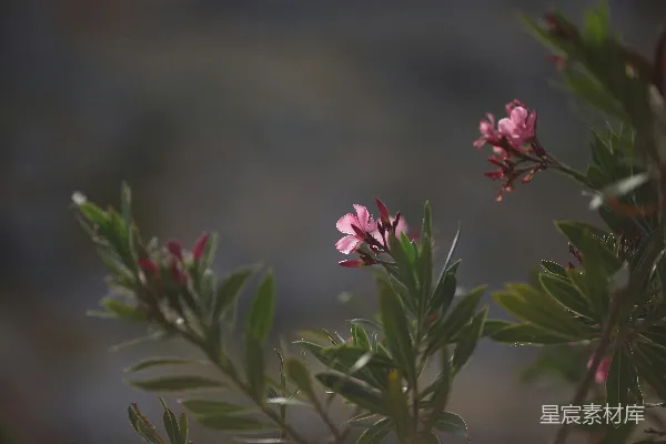 绿叶中粉红的花朵