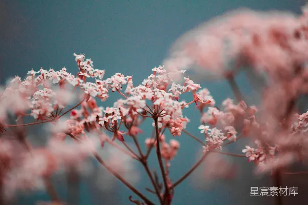 高清摄影 粉色花瓣的特写摄影