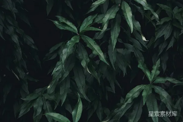 一棵绿叶树的特写镜头