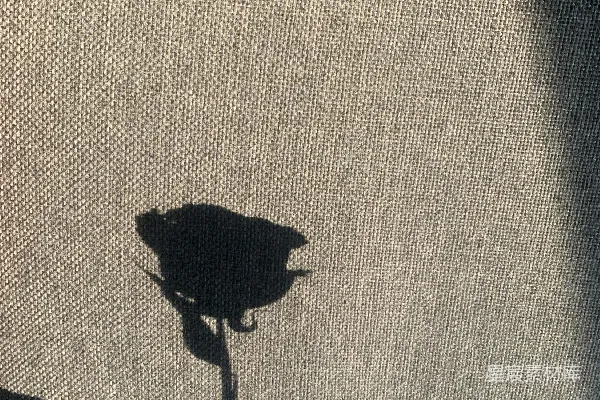 一个人影手持一朵花