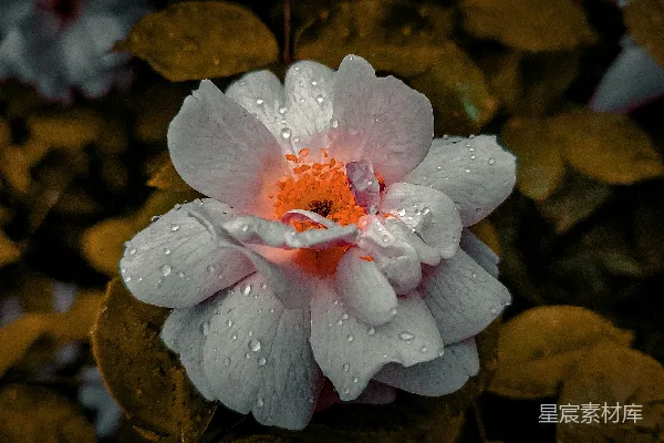 高清摄影 一朵带有水珠的白色和橙色的花。
