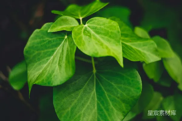 绿叶植物