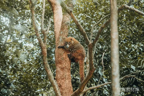 森林里一只猴子在爬树