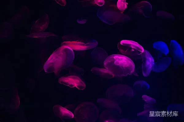 高清摄影 在白天的水里紫色的水母