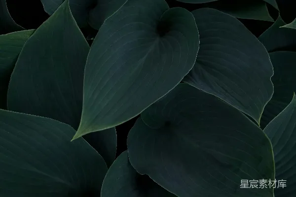 高清摄影 紫色花朵在近景摄影中