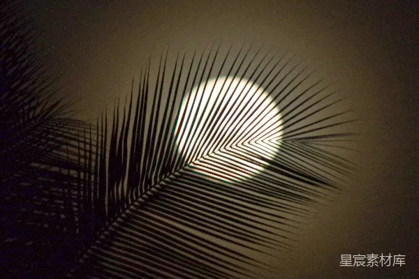 高清摄影 阳光透过一片棕榈叶照进来