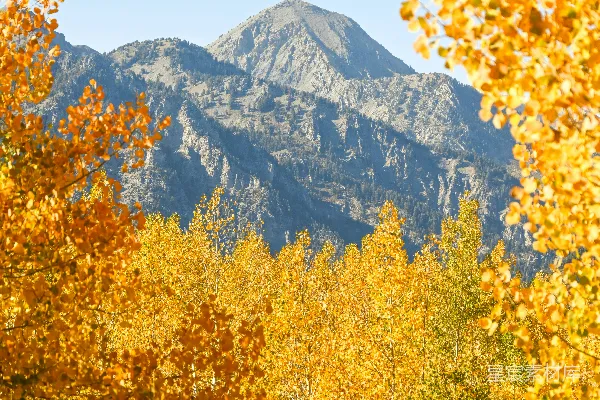 满是黄色和橙色树木的森林