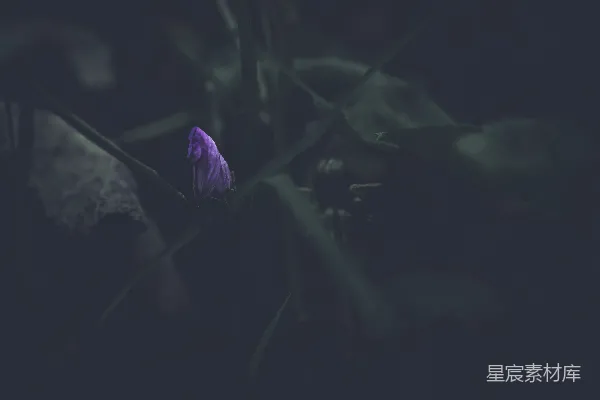 紫花植物上一朵紫花