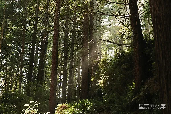 森林里阳光透过树丛照射过来