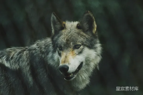 高清摄影 灰狼的选择性聚焦摄影