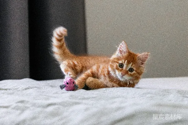 高清摄影 一只小猫在床上玩玩具