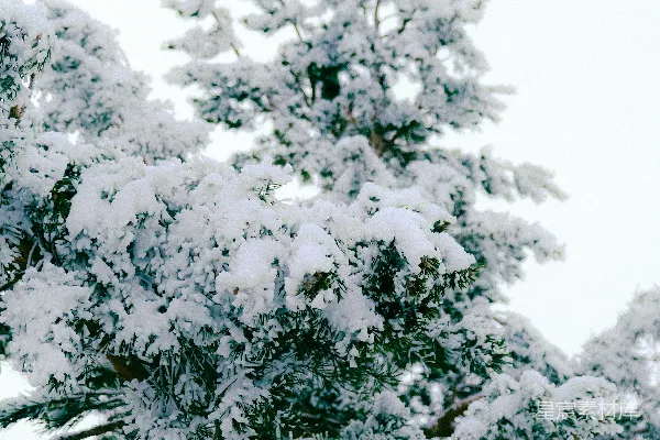 滑雪板运动员正在一棵树前面空中飞翔。
