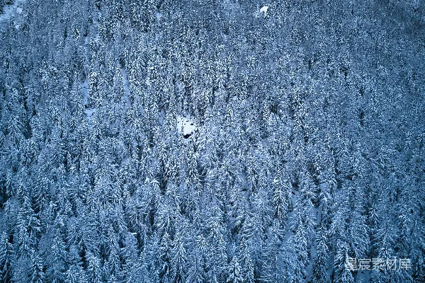 一大群覆盖着白雪的树木