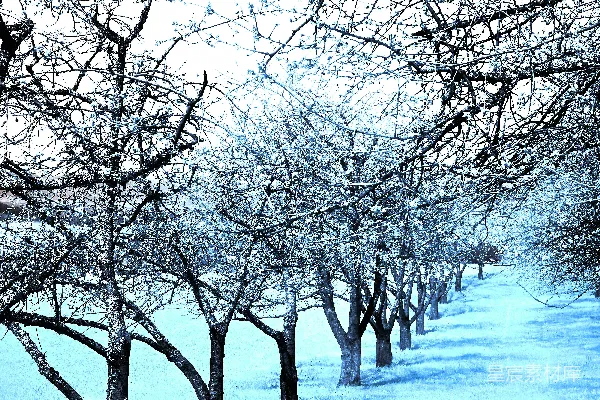 雪地里一行树木的轮廓