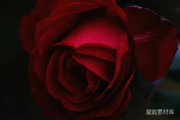 高清摄影 红玫瑰花
