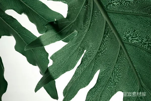 高清摄影 在近景摄影中拍摄的绿色叶子植物