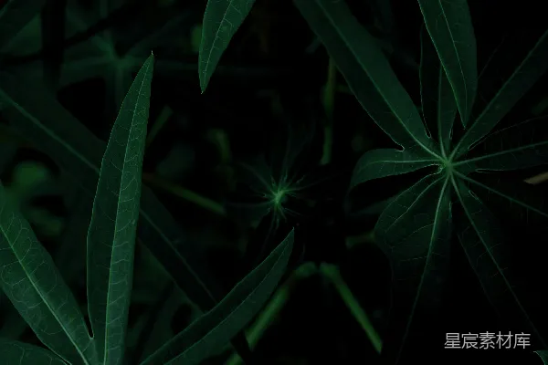 高清摄影 构图摄影中的绿色植物