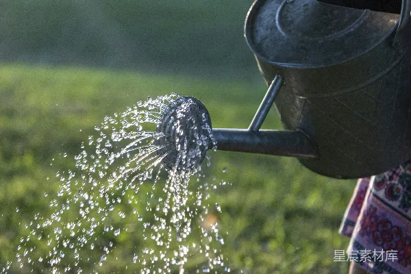 灰钢 watering 瓶浇水