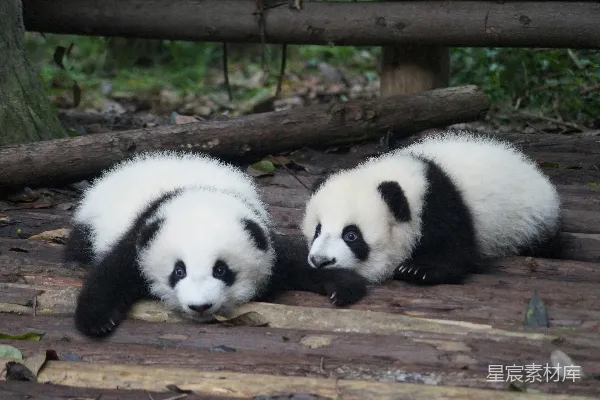 高清摄影 两只黑白相间的熊猫白天躺在地板上。