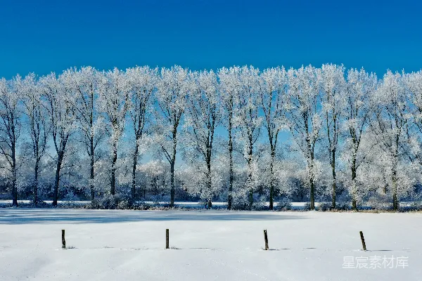 白天树木覆雪