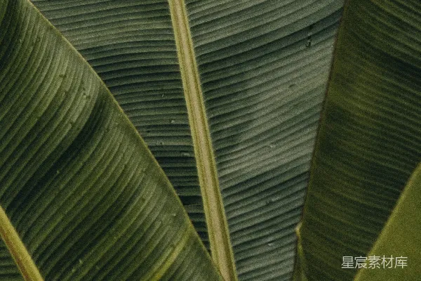 高清摄影 绿色的芭蕉叶