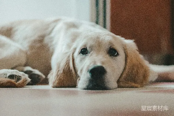 高清摄影 金毛猎犬趴在地板上