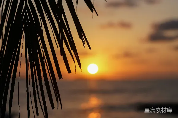 夕阳落在棕榈树后