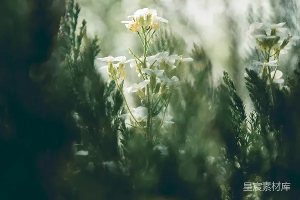 一朵花的特写镜头