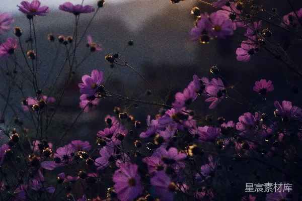 高清摄影 紫色的花朵在黄色和白色的阳光下。