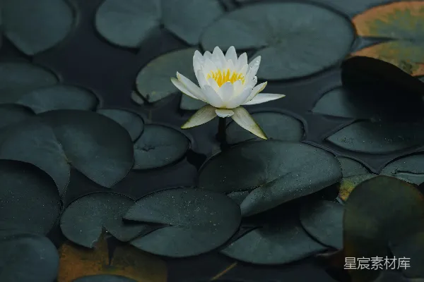 高清摄影 水中的白莲花