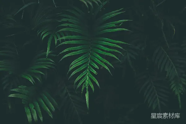 高清摄影 黑背景下的绿叶植物