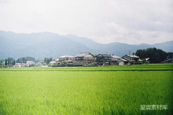 高清摄影 一片绿色的田野，背景中有房屋。