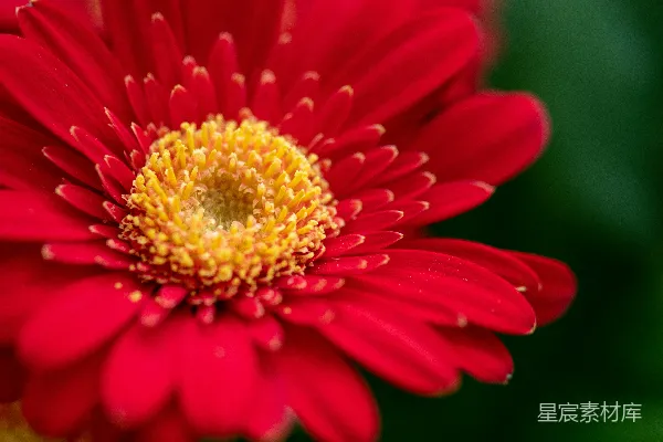 红黄花朵盛开